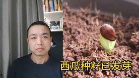 娱乐吃瓜情侣吵架,甜蜜变硝烟，真相背后谁主沉浮？