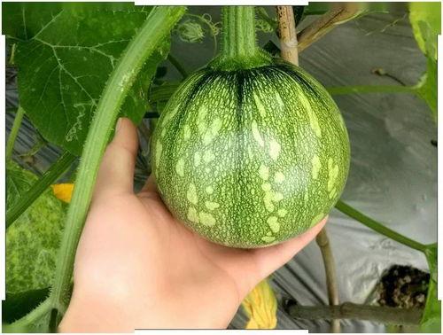 娱乐小葱花吃瓜视频